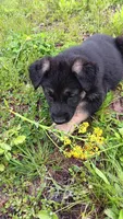 Randi, a female German Shepherd Dog for sale in Canton, PA – 2 of 2