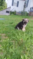 Sage (black collar)., a female German Shepherd Dog for sale in Canton, PA – 8 of 8