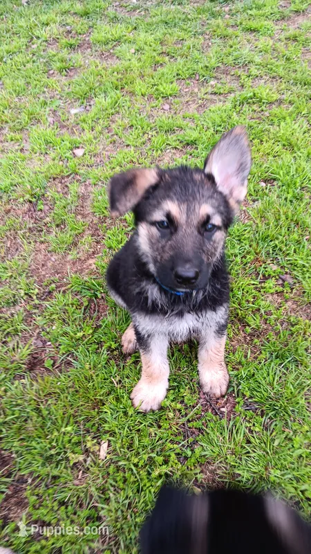 Blue collar "river" – German Shepherd Dog puppy for sale in Canton, PA