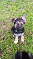 Blue collar "river", a male German Shepherd Dog for sale in Canton, PA – 1 of 1