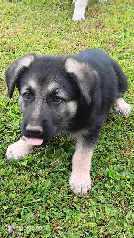 Shelby. (Pink collar) – German Shepherd Dog puppy for sale in Canton, PA
