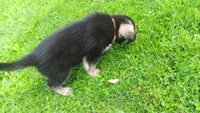 Sly (orange collar), a male German Shepherd Dog for sale in Canton, PA – 2 of 3