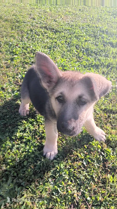 Sage (black collar). – German Shepherd Dog puppy for sale in Canton, PA