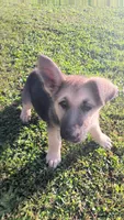 Sage (black collar)., a female German Shepherd Dog for sale in Canton, PA – 4 of 8