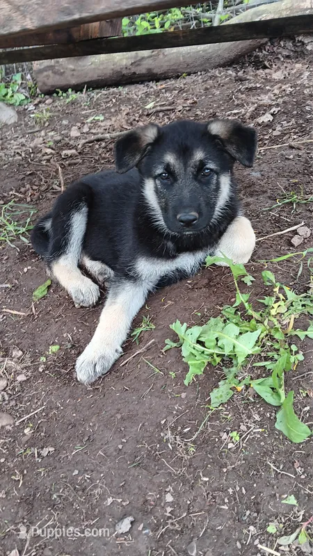 Reagan.  – German Shepherd Dog puppy for sale in Canton, PA