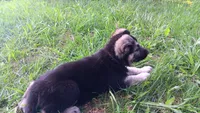 Sammi (purple  collar), a female German Shepherd Dog for sale in Canton, PA – 2 of 2