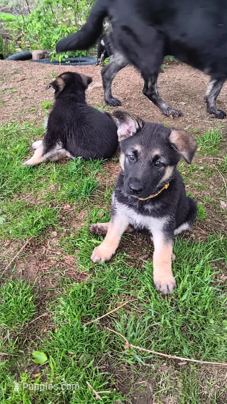 Reese – German Shepherd Dog puppy for sale in Canton, PA