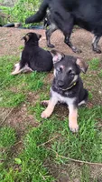 Reese, a female German Shepherd Dog for sale in Canton, PA – 1 of 1