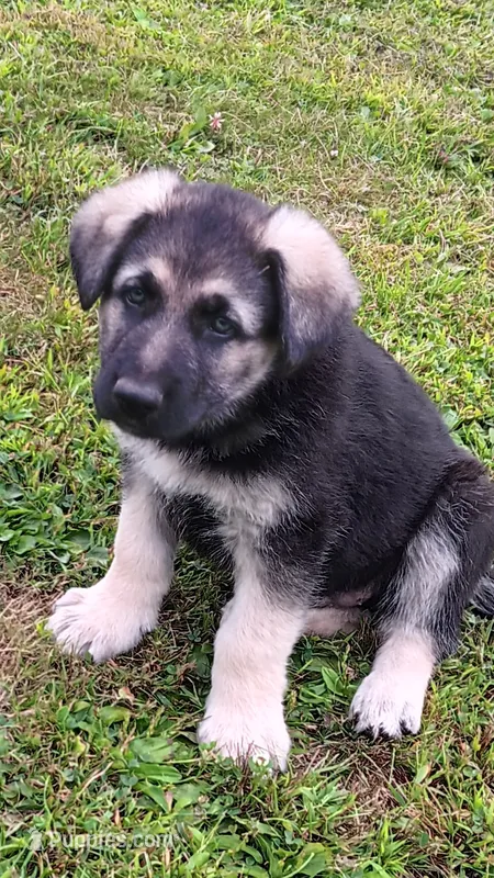 Sabre (red collar) – German Shepherd Dog puppy for sale in Canton, PA