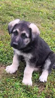 Sabre (red collar), a male German Shepherd Dog for sale in Canton, PA – 3 of 5