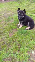 Red collar "  roman ", a male German Shepherd Dog for sale in Canton, PA – 2 of 3