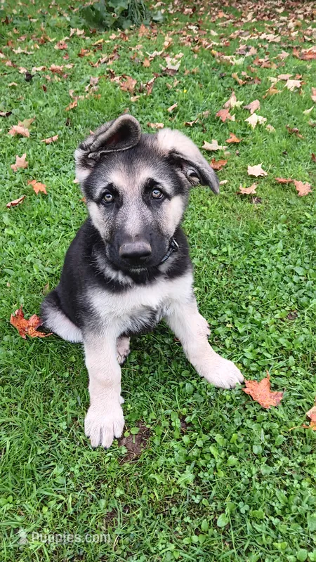 Shelby. (Pink collar) – German Shepherd Dog puppy for sale in Canton, PA