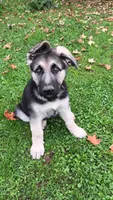 Shelby. (Pink collar), a female German Shepherd Dog for sale in Canton, PA – 1 of 7