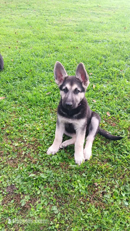 Sammi (purple  collar) – German Shepherd Dog puppy for sale in Canton, PA