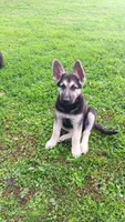 Sammi (purple  collar), a female German Shepherd Dog for sale in Canton, PA – 1 of 5