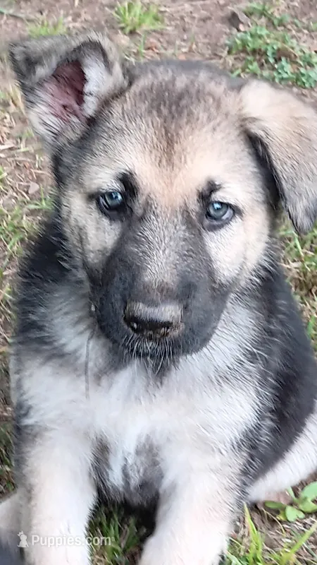 Sage (black collar). – German Shepherd Dog puppy for sale in Canton, PA