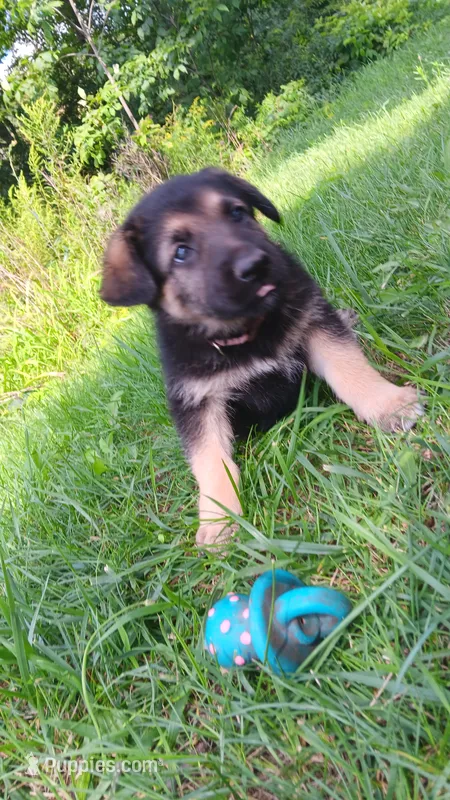Sydney (brown collar) . – German Shepherd Dog puppy for sale in Canton, PA