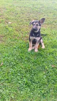 Sydney (brown collar) ., a female German Shepherd Dog for sale in Canton, PA – 7 of 7
