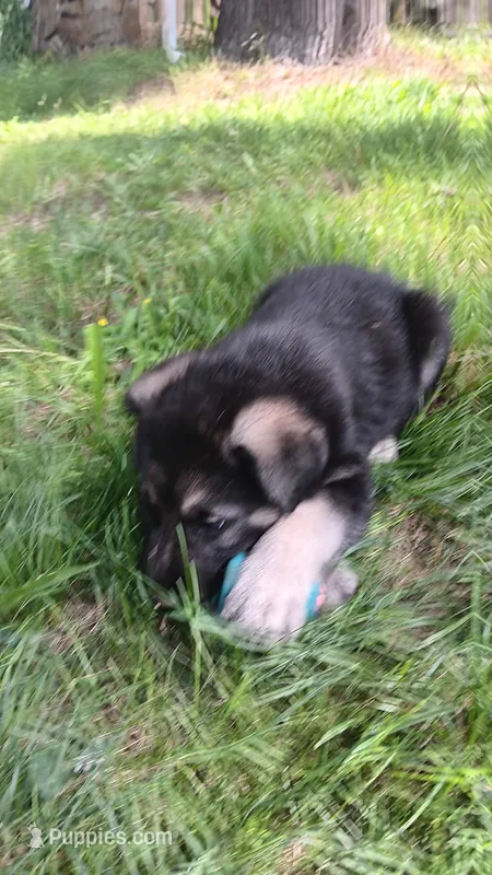 Shelby. – German Shepherd Dog puppy for sale in Canton, PA