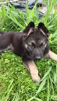 Red collar "  roman ", a male German Shepherd Dog for sale in Canton, PA – 3 of 3
