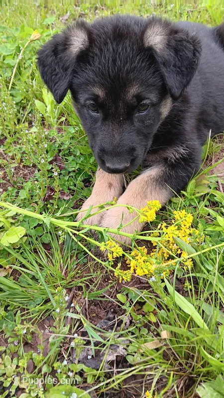 Randi – German Shepherd Dog puppy for sale in Canton, PA