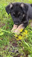 Randi, a female German Shepherd Dog for sale in Canton, PA – 1 of 2