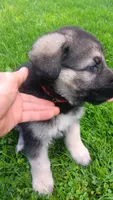 Sabre (red collar), a male German Shepherd Dog for sale in Canton, PA – 2 of 2