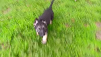 Rio, a male German Shepherd Dog for sale in Canton, PA – 1 of 1