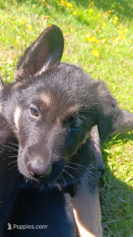 Rose – German Shepherd Dog puppy for sale in Canton, PA
