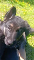 Rose, a female German Shepherd Dog for sale in Canton, PA – 1 of 1