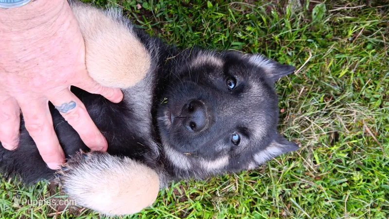 Red collar "  roman " – German Shepherd Dog puppy for sale in Canton, PA