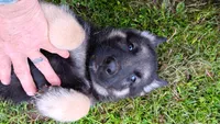 Red collar "  roman ", a male German Shepherd Dog for sale in Canton, PA – 1 of 3