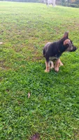 Sydney (brown collar) ., a female German Shepherd Dog for sale in Canton, PA – 2 of 7