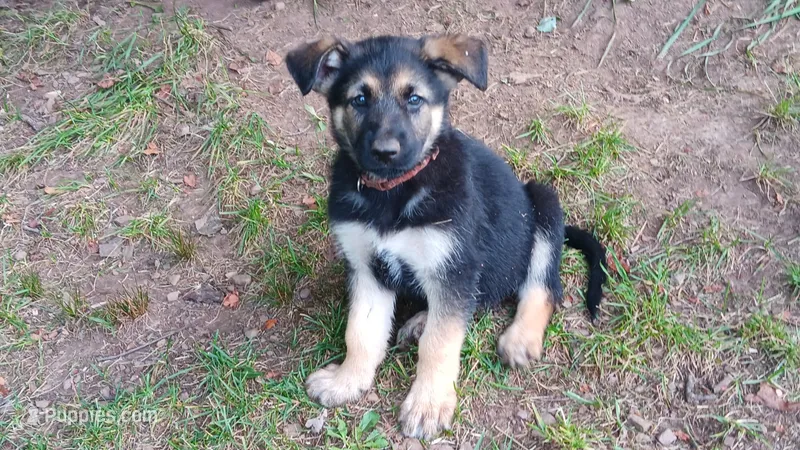 Sydney (brown collar) . – German Shepherd Dog puppy for sale in Canton, PA