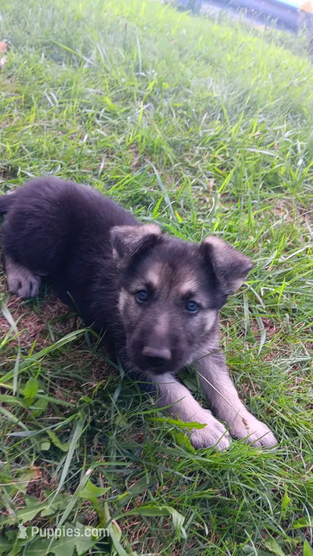 Sammi – German Shepherd Dog puppy for sale in Canton, PA
