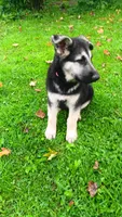 Shelby. (Pink collar), a female German Shepherd Dog for sale in Canton, PA – 5 of 7
