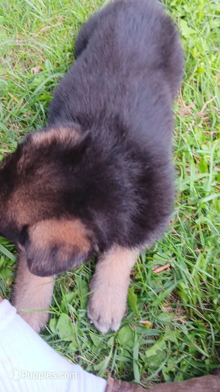 Sully – German Shepherd Dog puppy for sale in Canton, PA