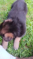Sully, a male German Shepherd Dog for sale in Canton, PA – 1 of 2