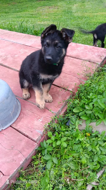 Regis – German Shepherd Dog puppy for sale in Canton, PA