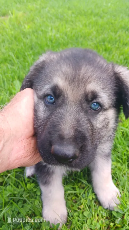 Sabre – German Shepherd Dog puppy for sale in Canton, PA