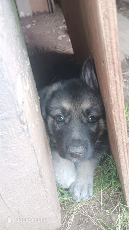 Sly – German Shepherd Dog puppy for sale in Canton, PA