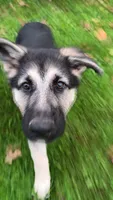 Shelby. (Pink collar), a female German Shepherd Dog for sale in Canton, PA – 3 of 7