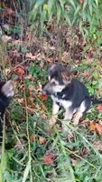 Sydney (brown collar) ., a female German Shepherd Dog for sale in Canton, PA – 4 of 7