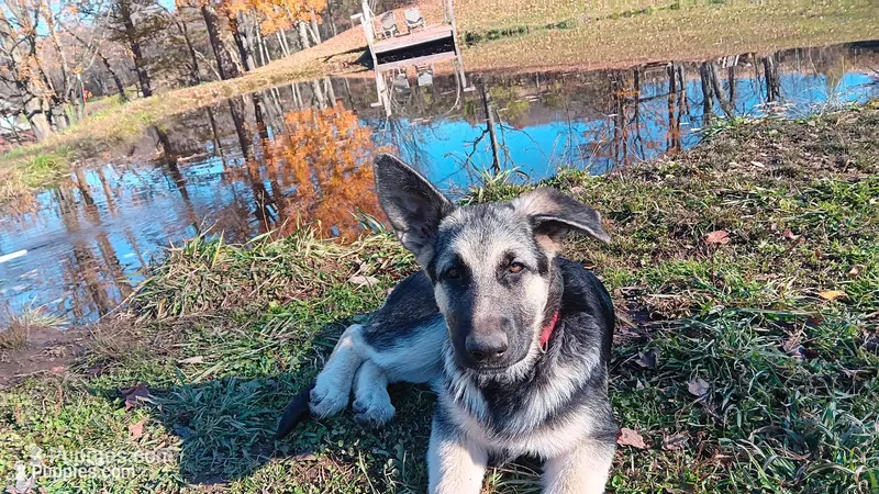Shelby. (Pink collar) – German Shepherd Dog puppy for sale in Canton, PA