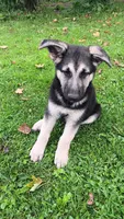 Shelby. (Pink collar), a female German Shepherd Dog for sale in Canton, PA – 2 of 7