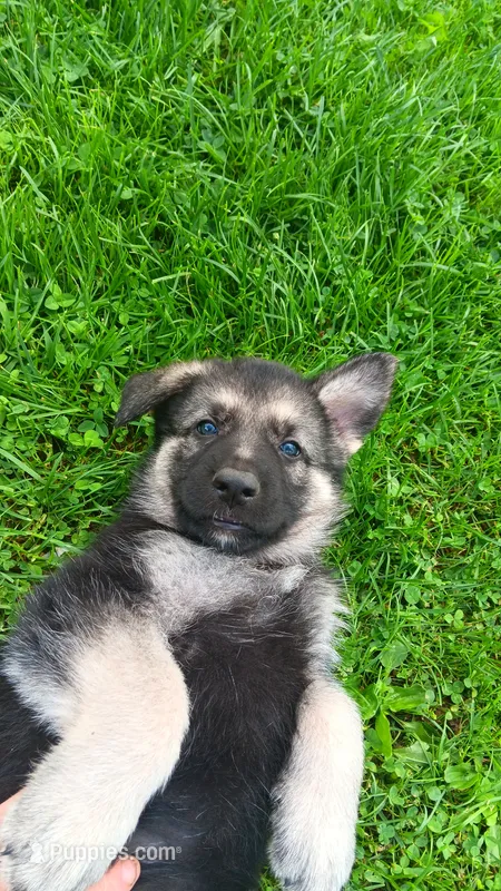 Sly – German Shepherd Dog puppy for sale in Canton, PA