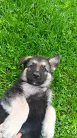 Sly (orange collar), a male German Shepherd Dog for sale in Canton, PA – 1 of 3