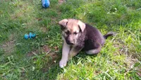 Sage (black collar)., a female German Shepherd Dog for sale in Canton, PA – 6 of 8