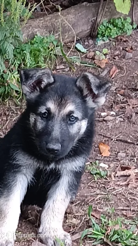 Sammi (purple  collar) – German Shepherd Dog puppy for sale in Canton, PA