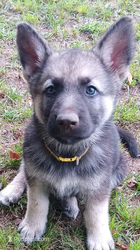 Summer (yellow  collar) – German Shepherd Dog puppy for sale in Canton, PA